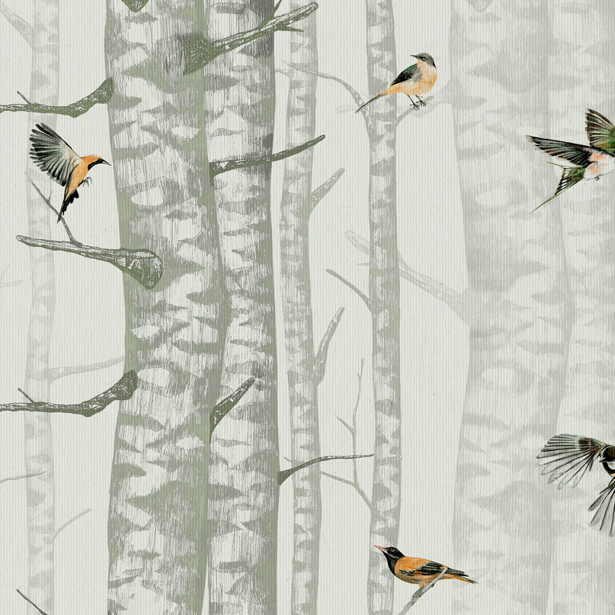 Birch Trees Wallpaper