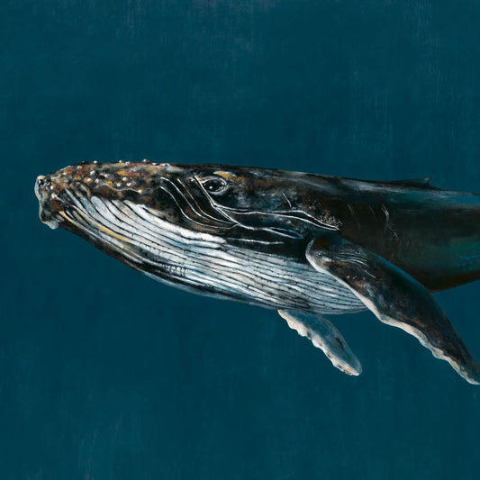 Humpback Whale Mural