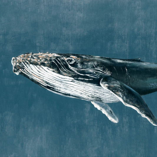 Humpback Whale Mural